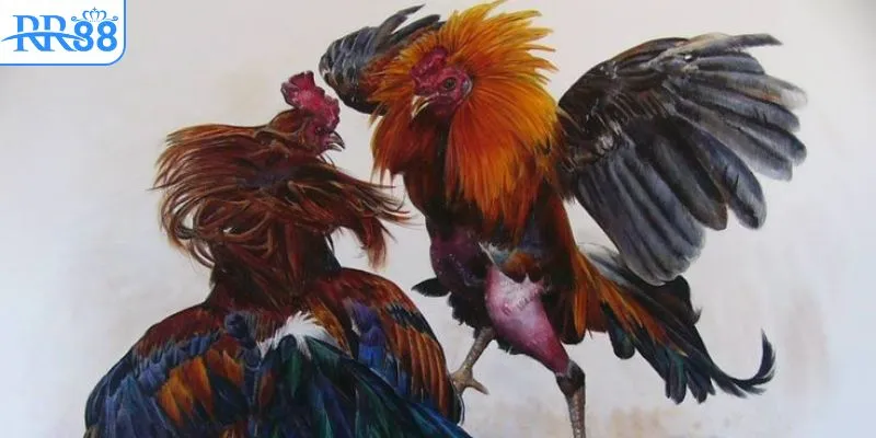 Xem live đá gà trực tiếp miễn phí tại RR88